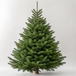 Spanish Fir Identification Guide