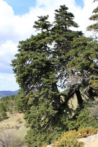 Spanish Fir