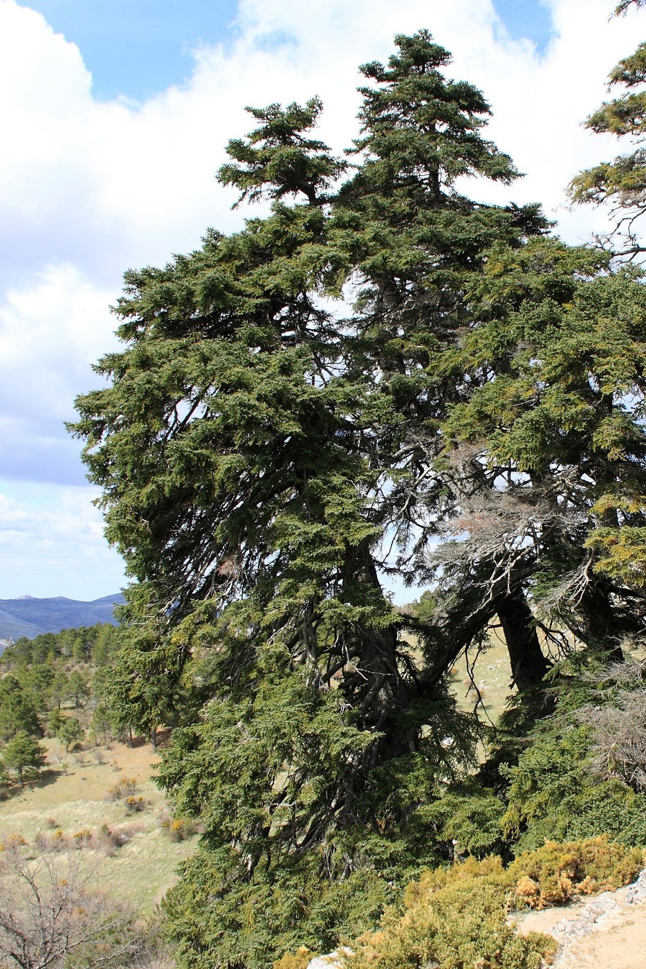 How to Care for Spanish Fir
