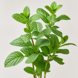 Spearmint Identification Guide
