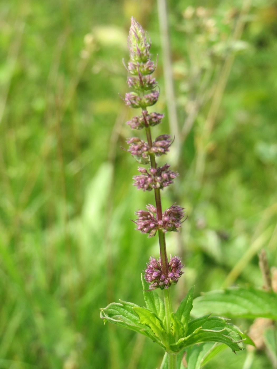 How to Care for Spearmint