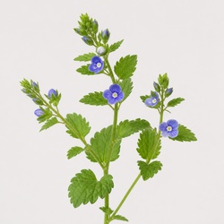 Speedwell Identification Guide