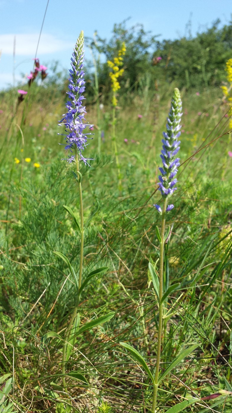 Speedwell
