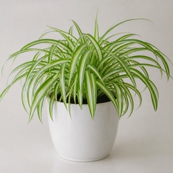 Spider Plant Identification Guide