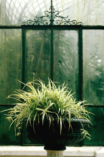 Spider Plant