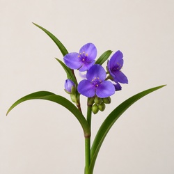 Spiderwort Identification Guide
