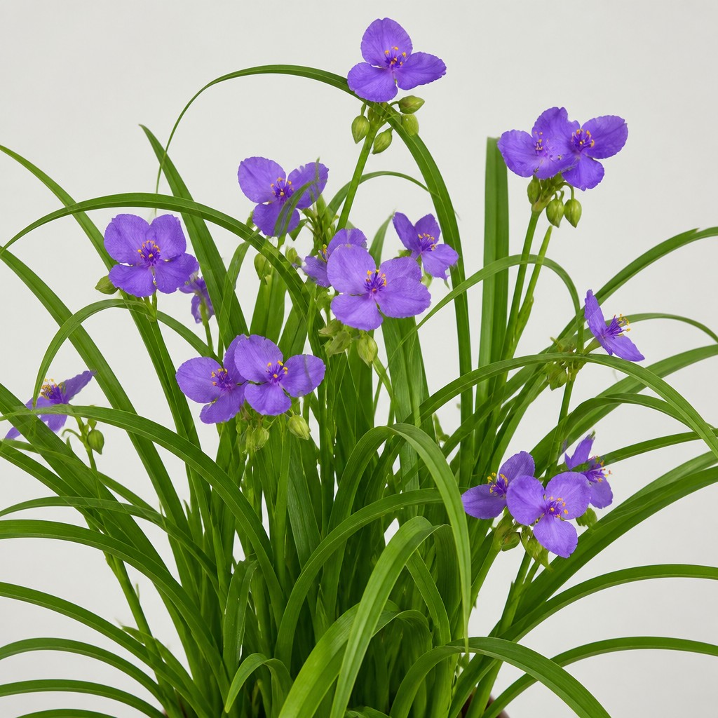 Spiderwort