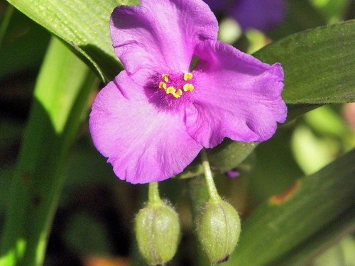Spiderwort