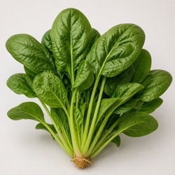 Spinach Identification Guide