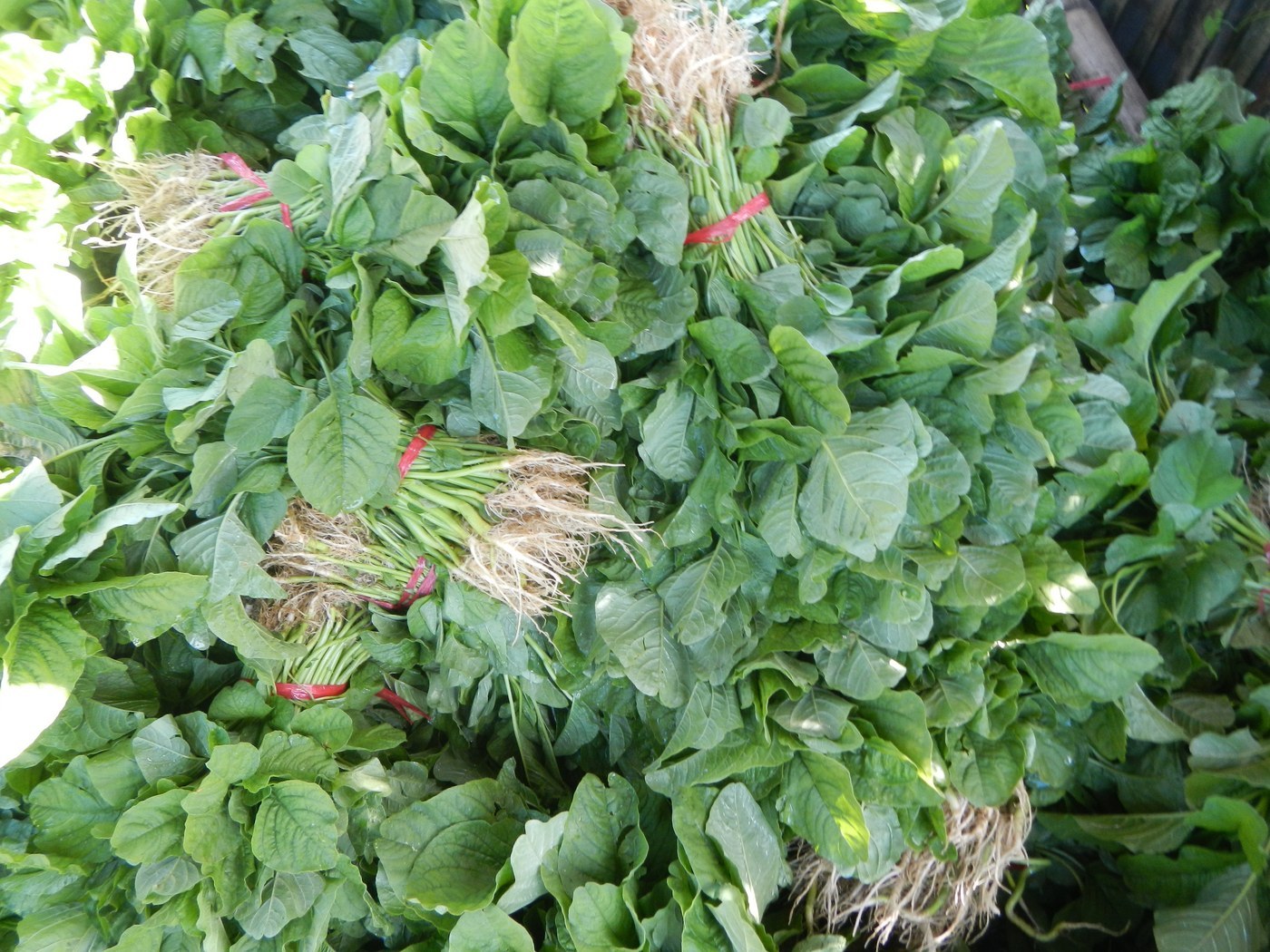How to Care for Spinach