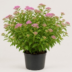 Spirea Identification Guide