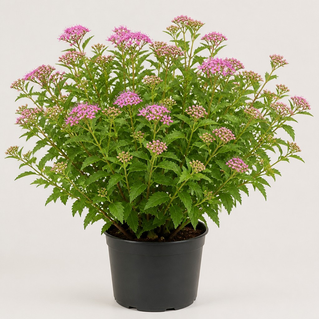 Spirea