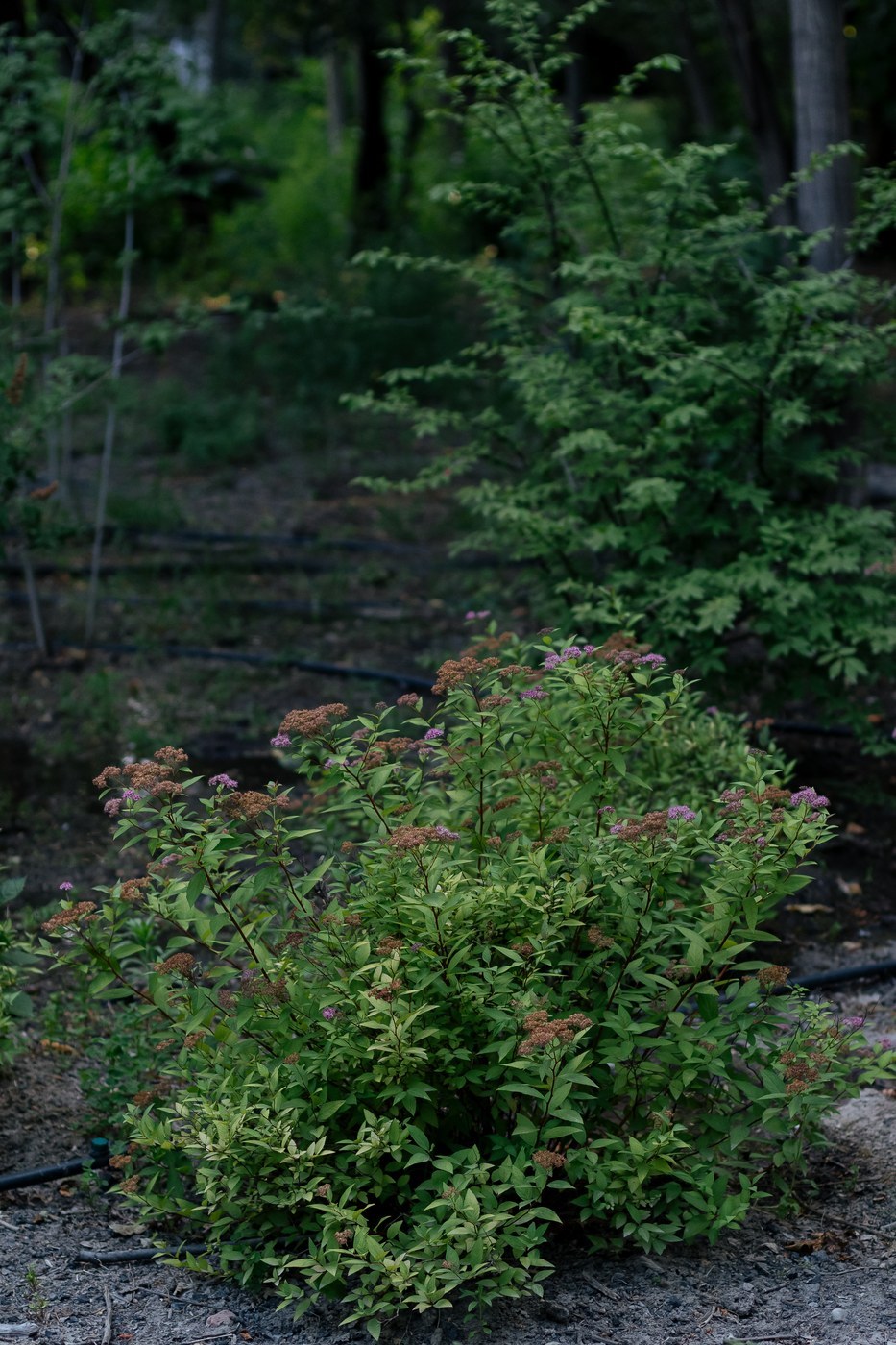 How to Care for Spirea