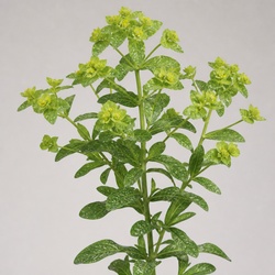 Spotted Spurge Identification Guide