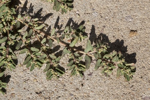 Spotted Spurge
