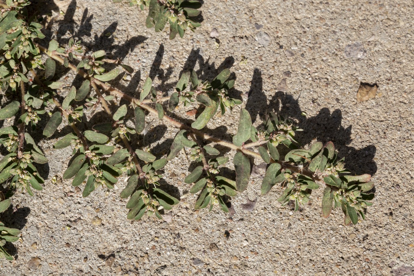 How to Care for Spotted Spurge