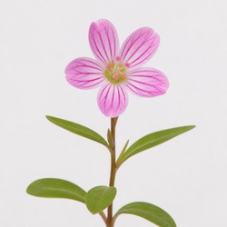 Spring Beauty Identification Guide