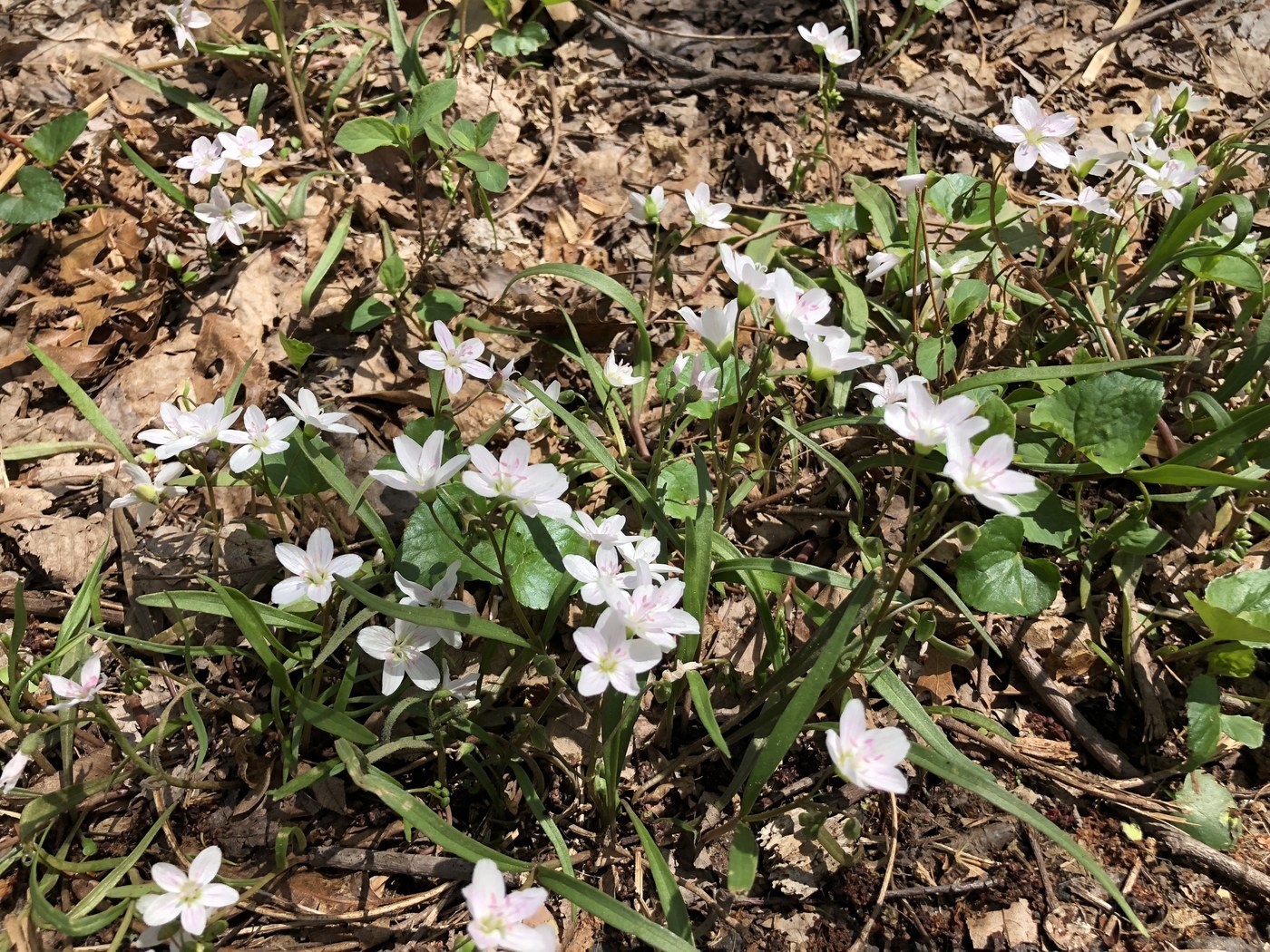 How to Care for Spring Beauty