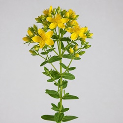 St. John's Wort Identification Guide