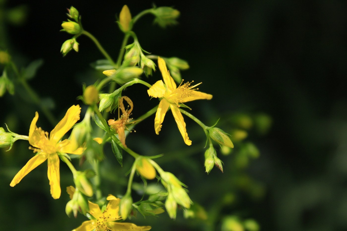 How to Care for St. John's Wort