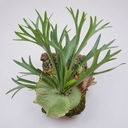 Staghorn Fern