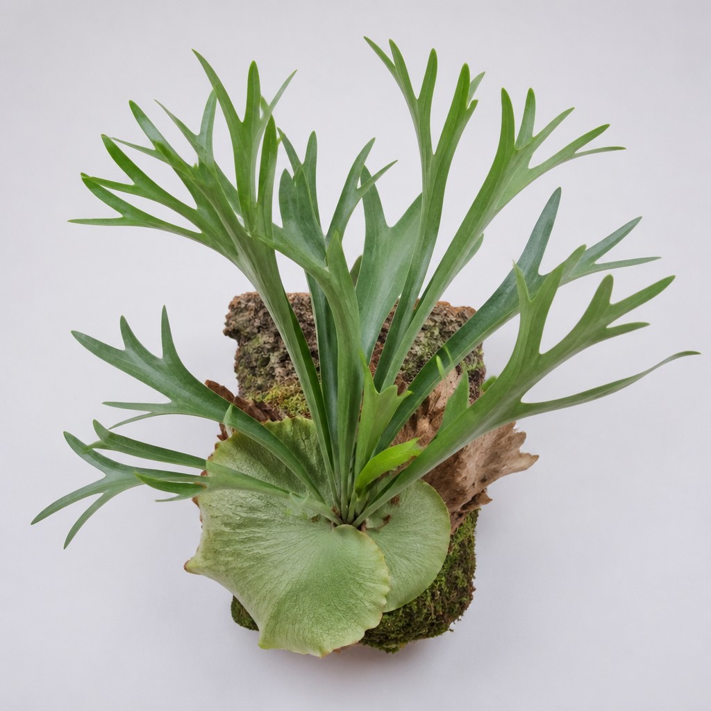 Staghorn Fern