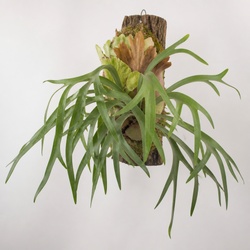 Staghorn Fern Identification Guide