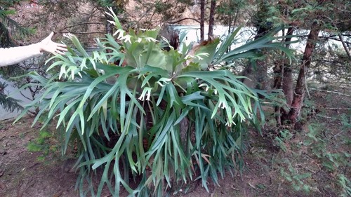 Staghorn Fern