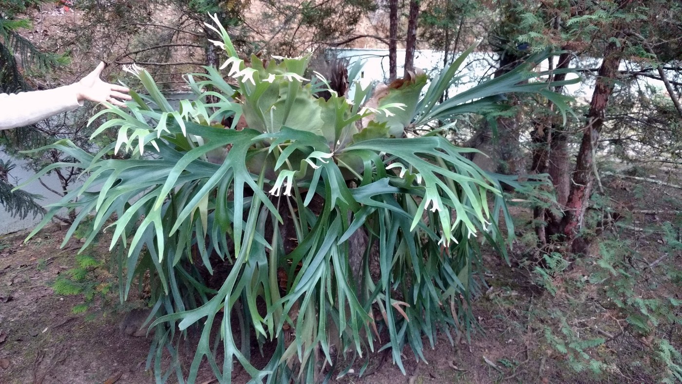 How to Care for Staghorn Fern