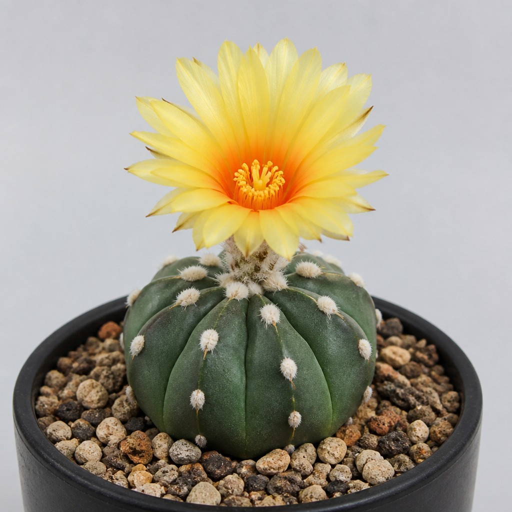 Star Cactus