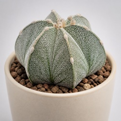 Star Cactus Identification Guide
