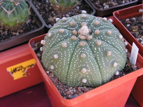 Star Cactus