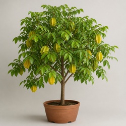 Star Fruit Tree Identification Guide