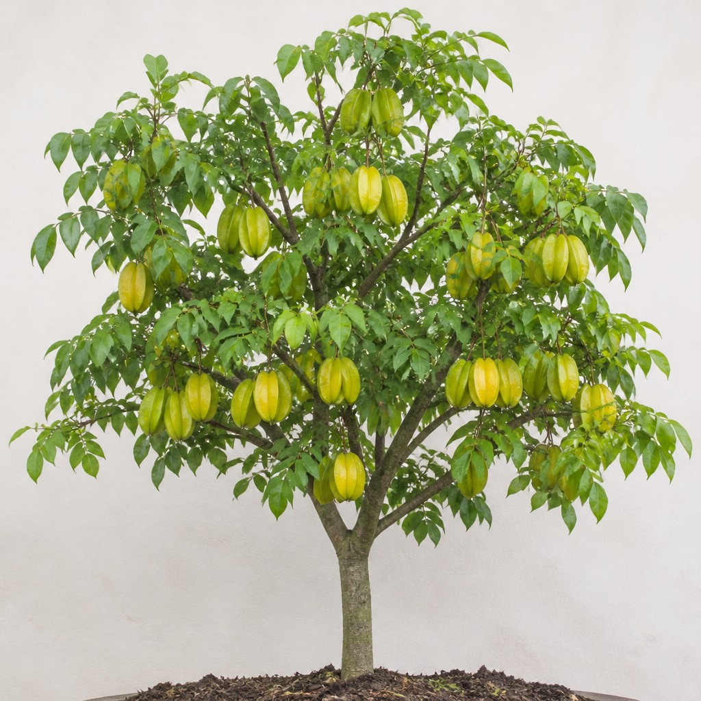 Star Fruit Tree