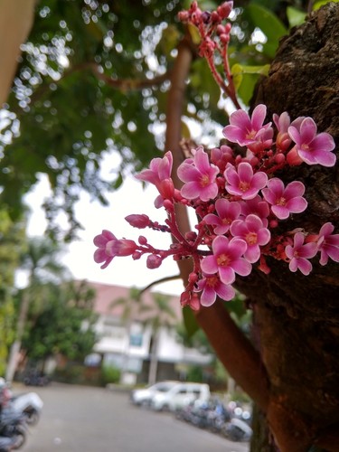 Star Fruit Tree