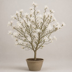 Star Magnolia Identification Guide