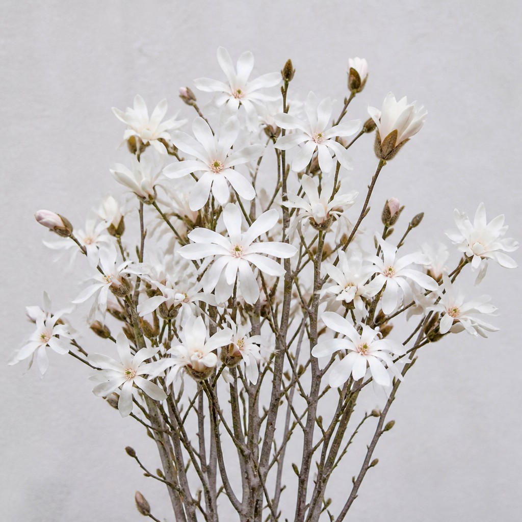 Star Magnolia