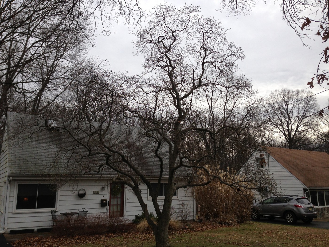 How to Care for Star Magnolia