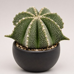 Starfish Cactus Identification Guide