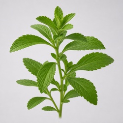Stevia Identification Guide