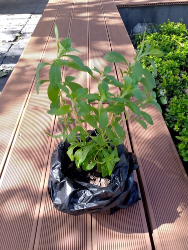 Stevia