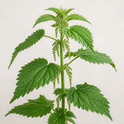 Stinging Nettle
