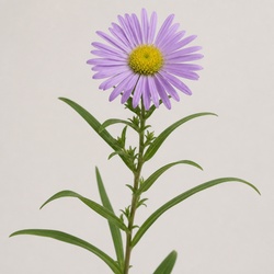 Stokes' Aster Identification Guide