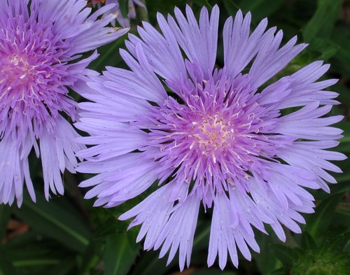 Stokes' Aster