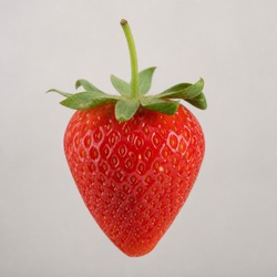 Strawberry Identification Guide