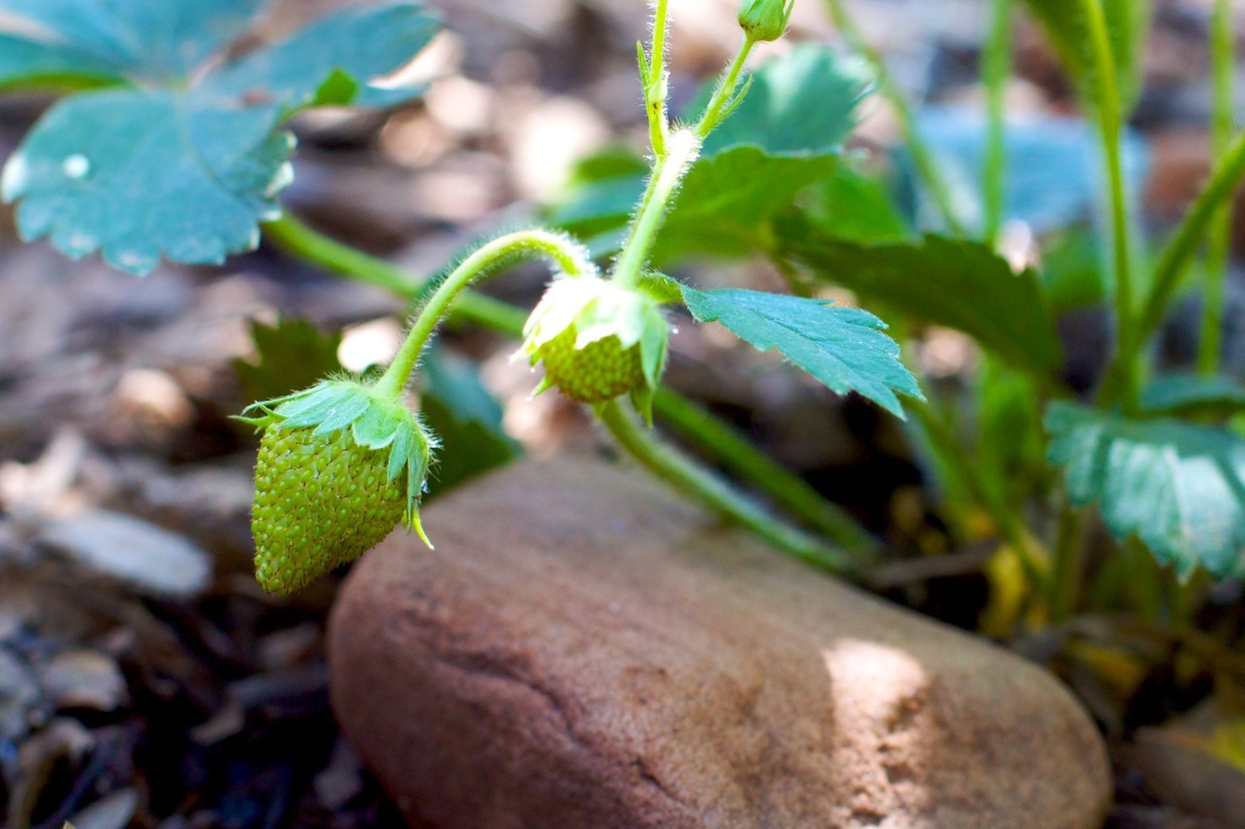 How to Care for Strawberry