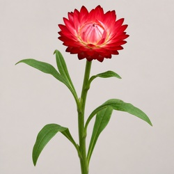 Strawflower Identification Guide