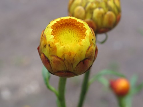 Strawflower