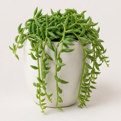 String of Bananas Identification Guide