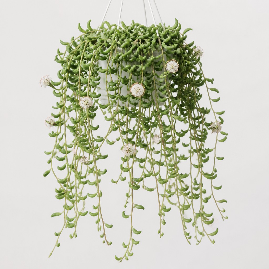 String of Bananas